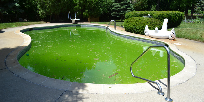 Comment éviter l’apparition des algues de piscine ?